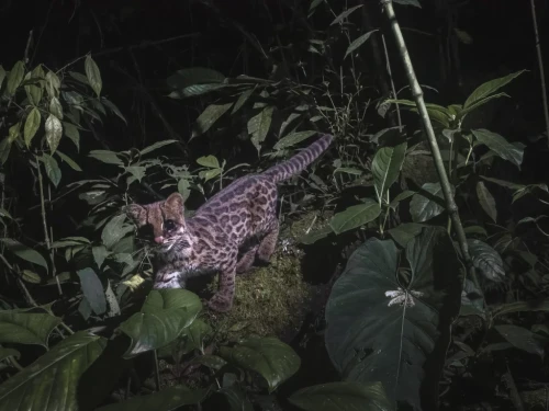 The new clouded tiger-cat, Leopardus pardinoides, in Colombia in 2021.