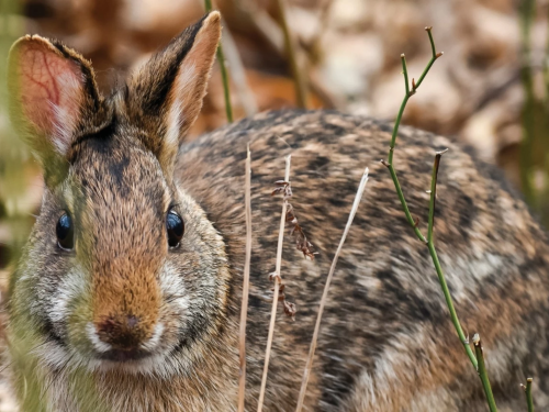 A New England cottontail rabbit.
