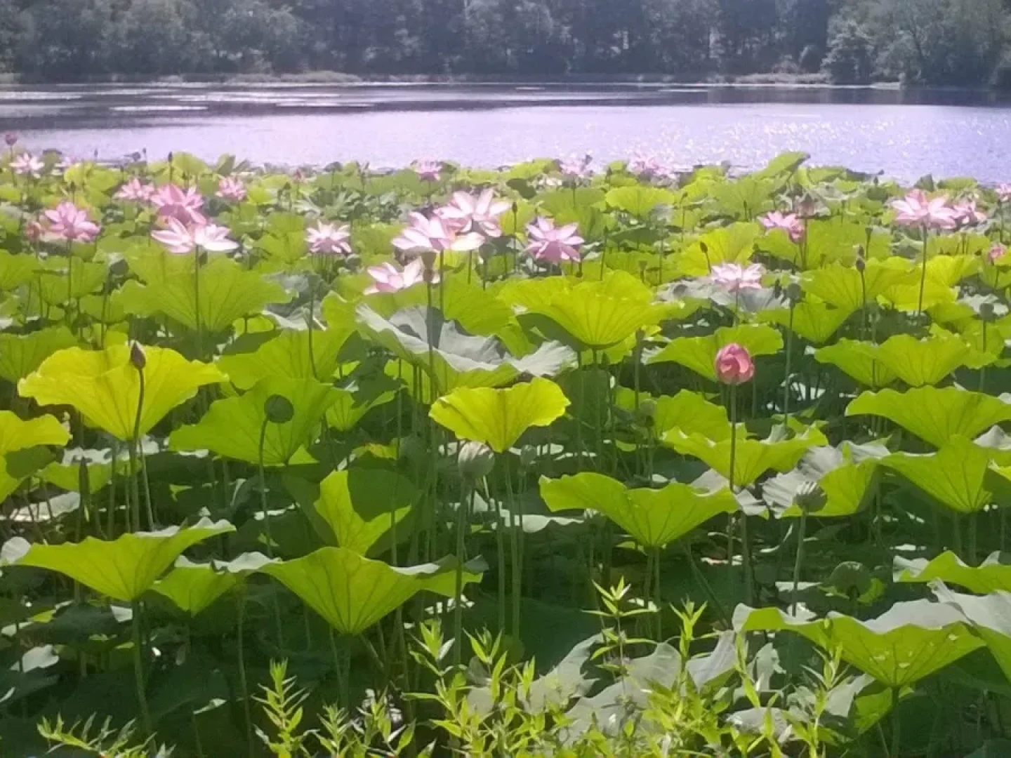 The sacred lotus was introduced to Mishanticut Lake in 2014 and spread quickly.