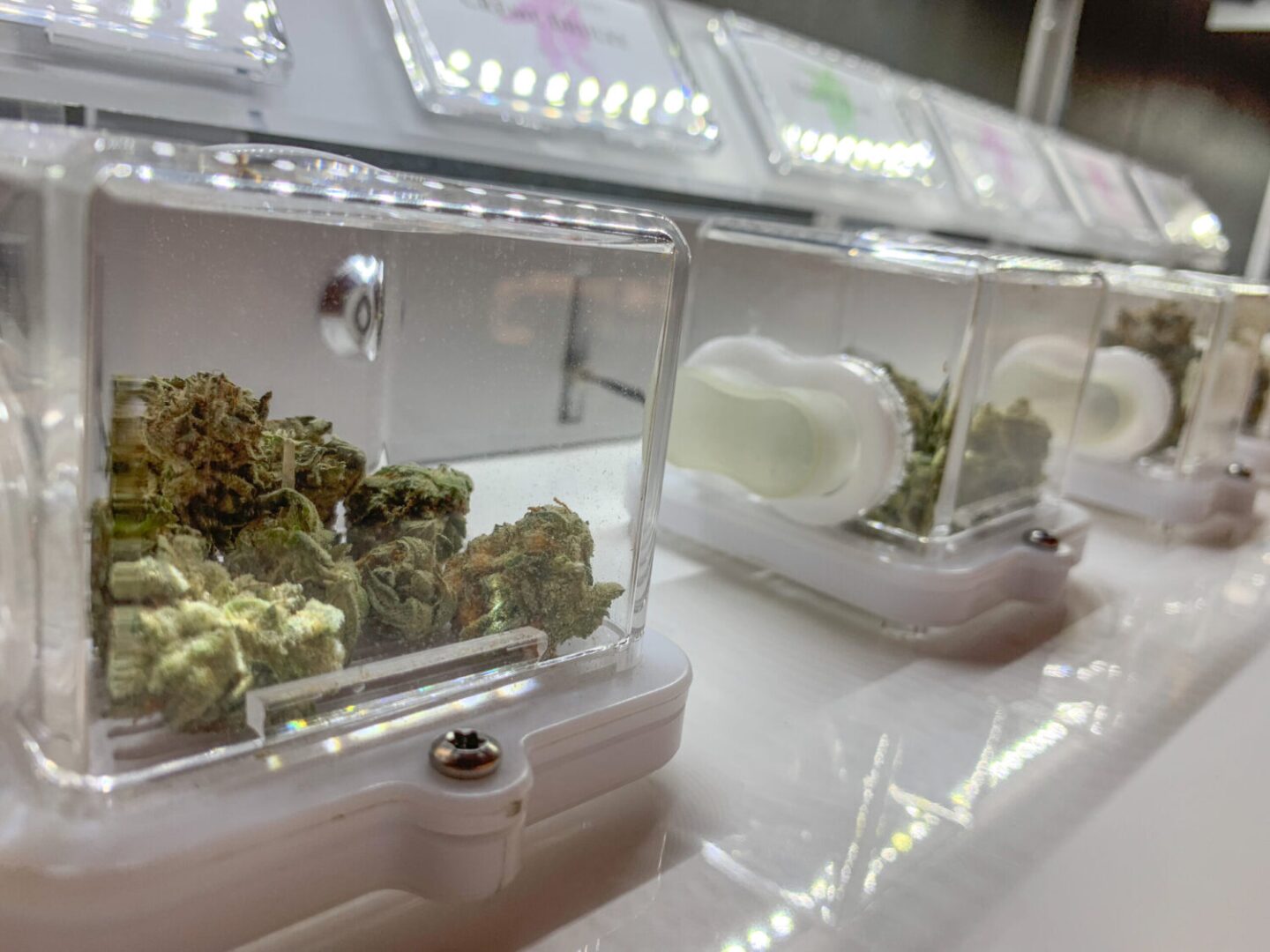 Buds of marijuana on display inside Mother Earth Wellness in Pawtucket.