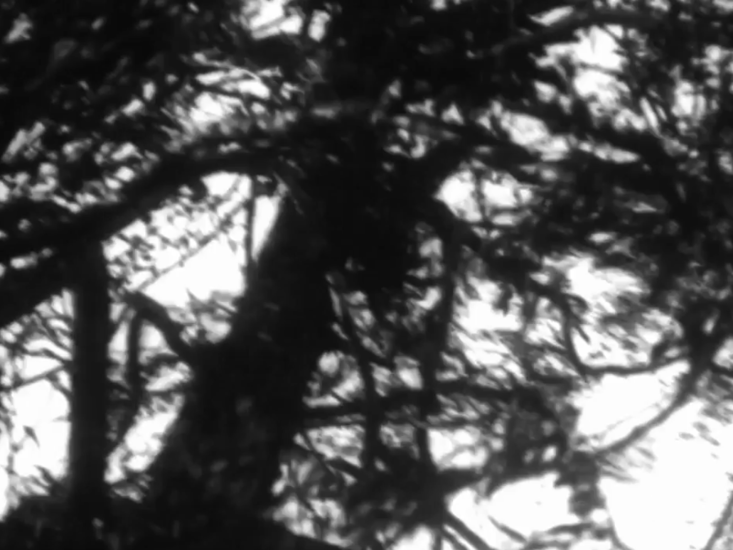 See handmade film with live musical accompaniment on cello and trumpet